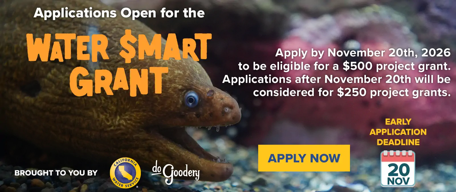 Photo close-up of an eel in an aquarium with its mouth open resembling a giant grin and with an out of focus background of aquarium rocks and plants. Over the image: Apply by November 20th, 2026 to be eligible for a $500 project grant. Applications after November 20th will be considered for $250 project grants. At the bottom left: Brought to you by [Cal Water Logo] [DoGoodery Logo] Bottom right: A button: Apply Now Beside it: Early Application Deadline above a Calendar Icon with the date Nov 20.